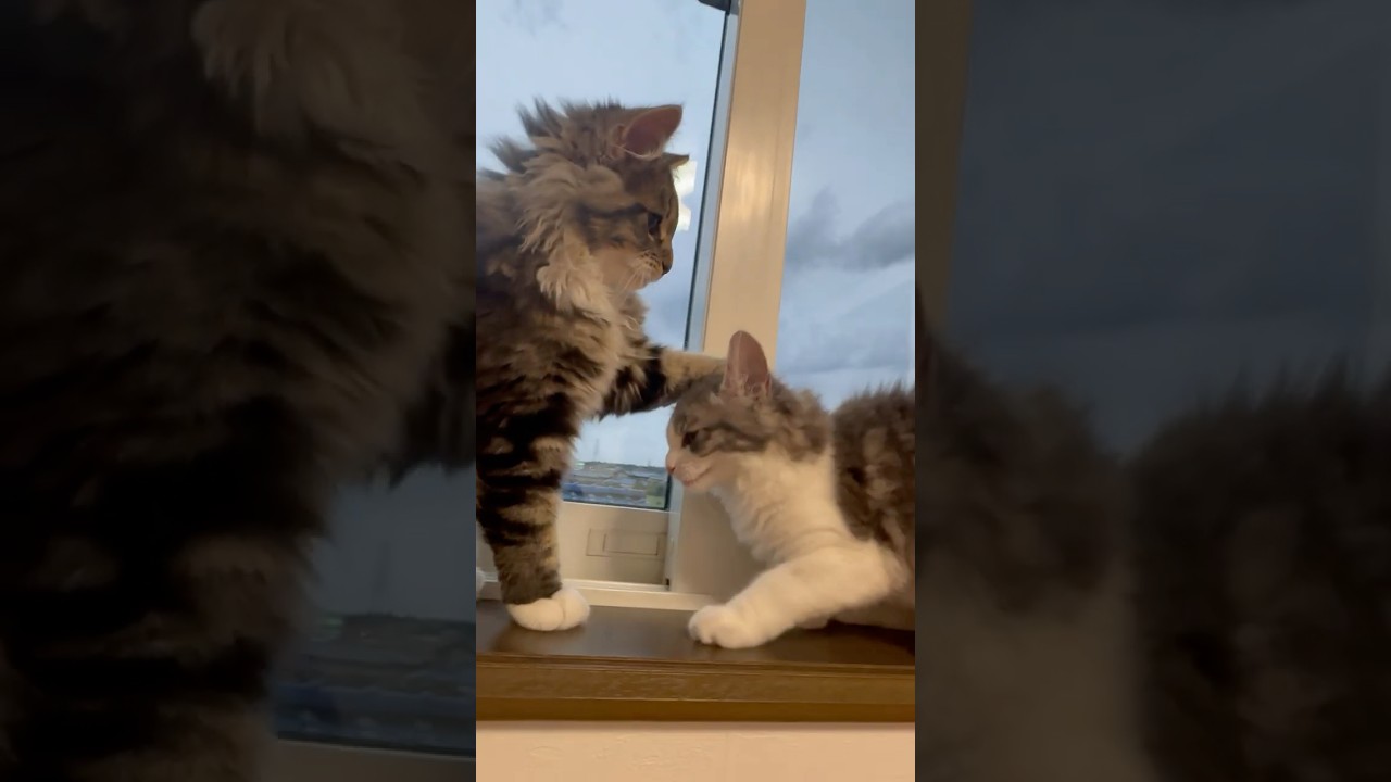 ねこ格闘でまさかの勝敗　♯ノルウェージャンフォレストキャット