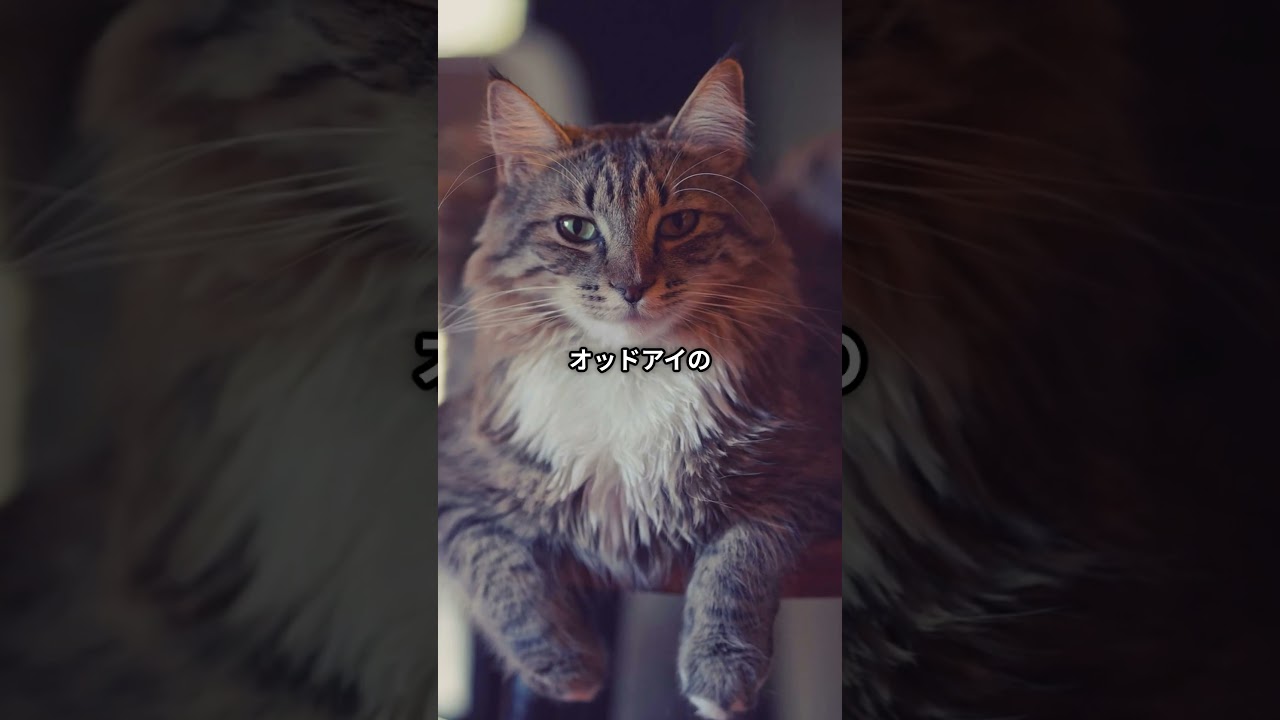 20秒でわかる！ターキッシュアンゴラの魅力 気品あふれる王子猫、