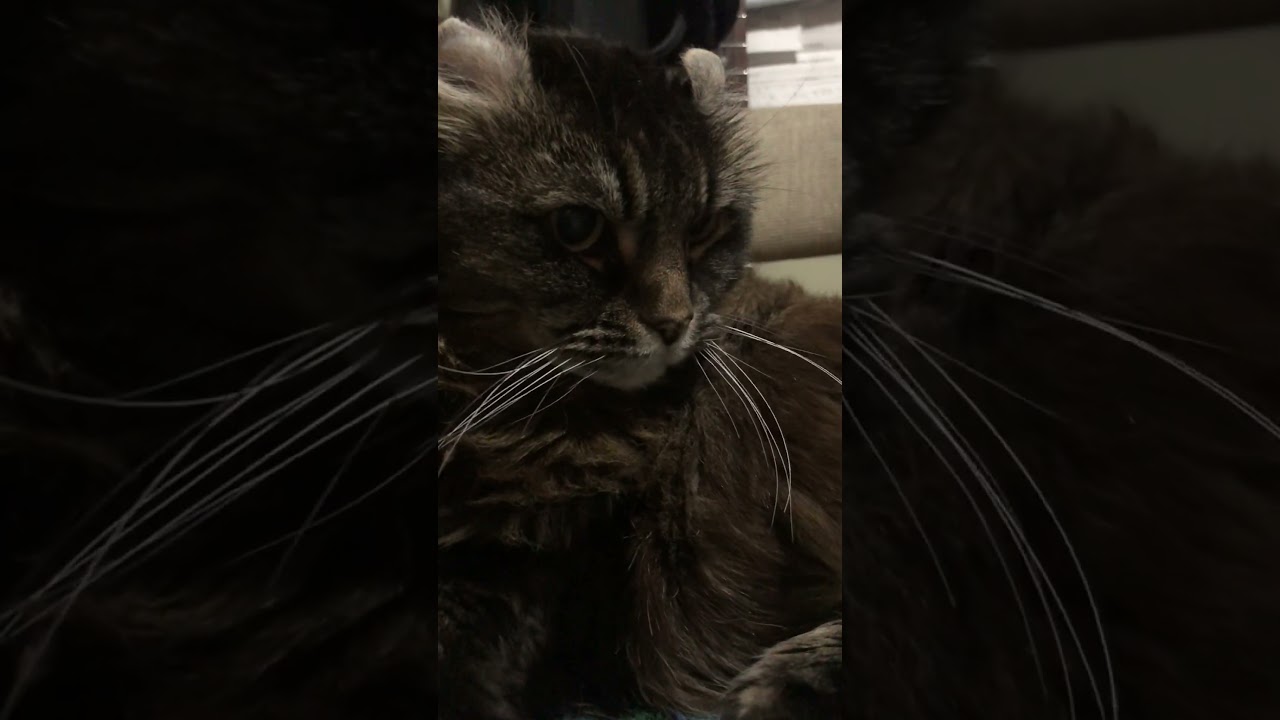 #猫のいる暮らし #catvideos #アメリカンカール スティーヴウィンウッド ヴァレリー