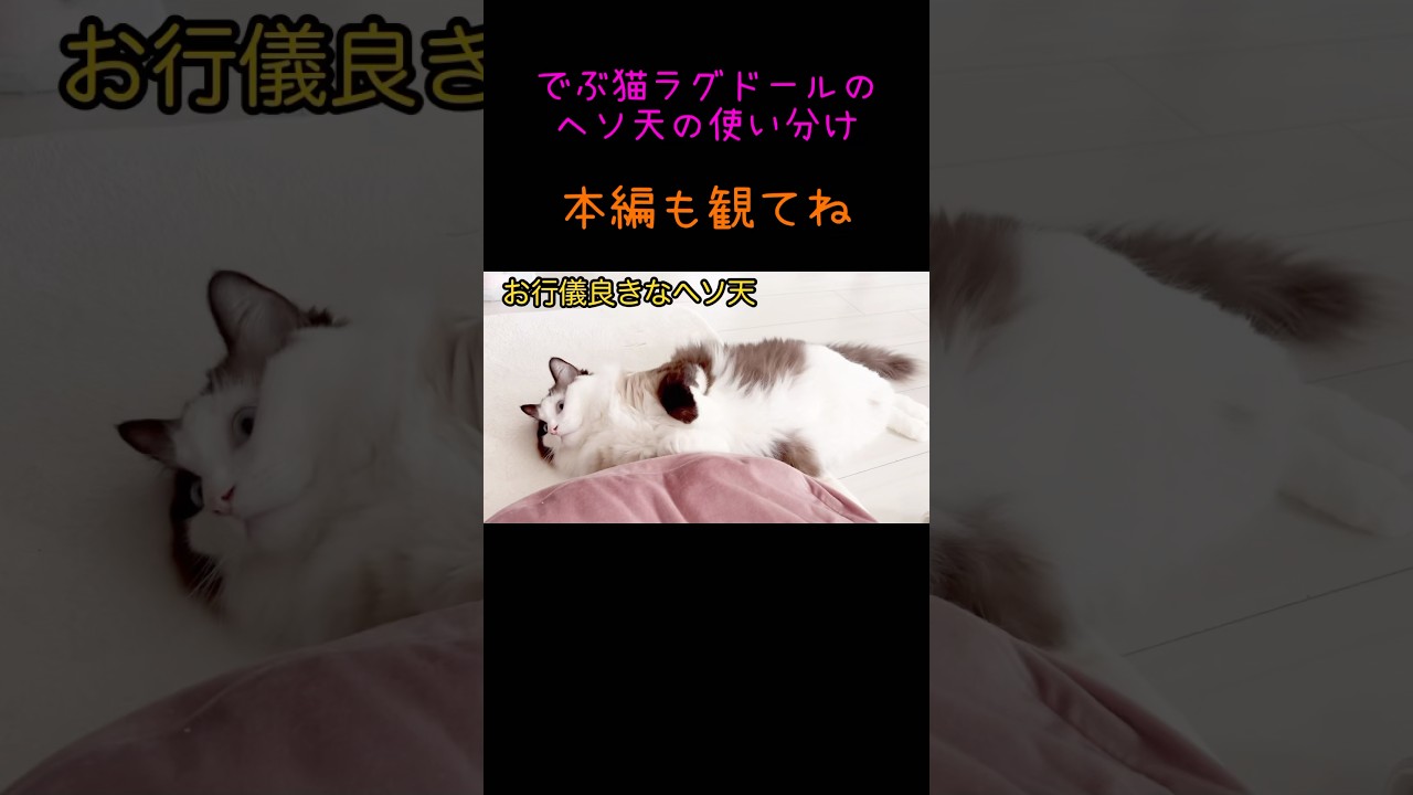 【猫動画】開放感スースー😈#shorts#猫 #ラグドール #ヘソ天