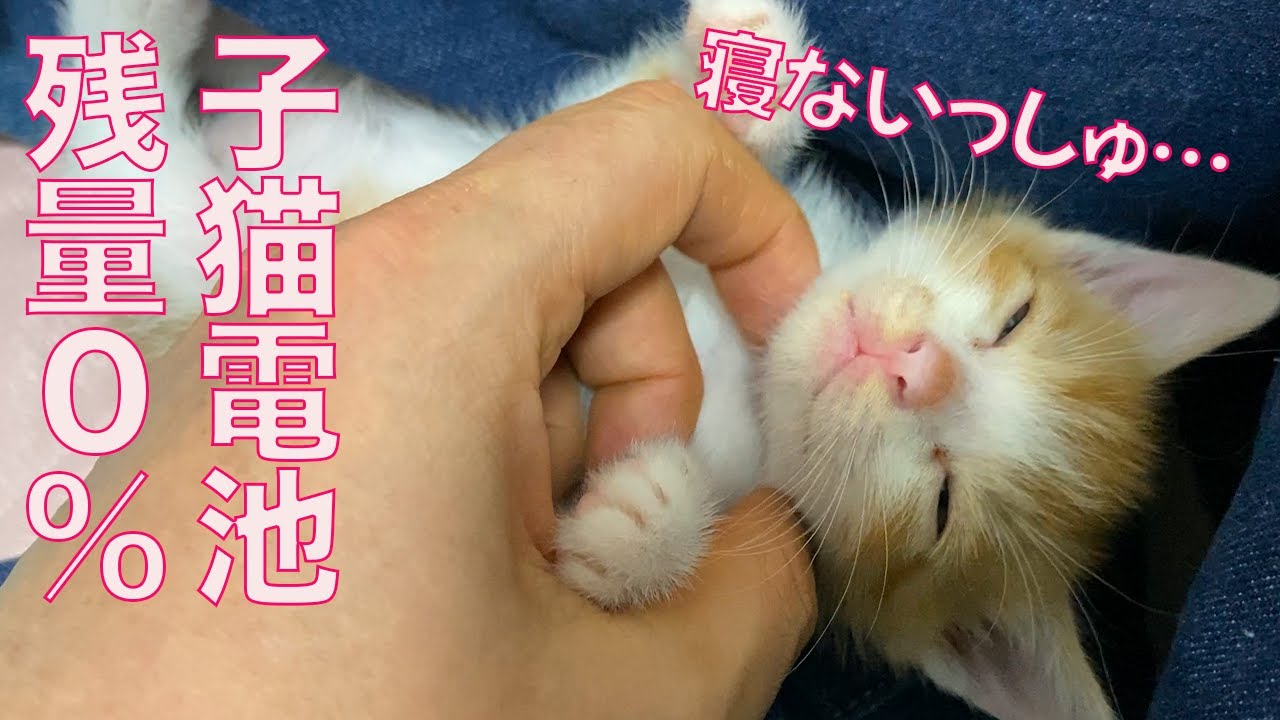 子猫電池残量0％、人の手で強制シャットダウン The kitten battery level 0%.