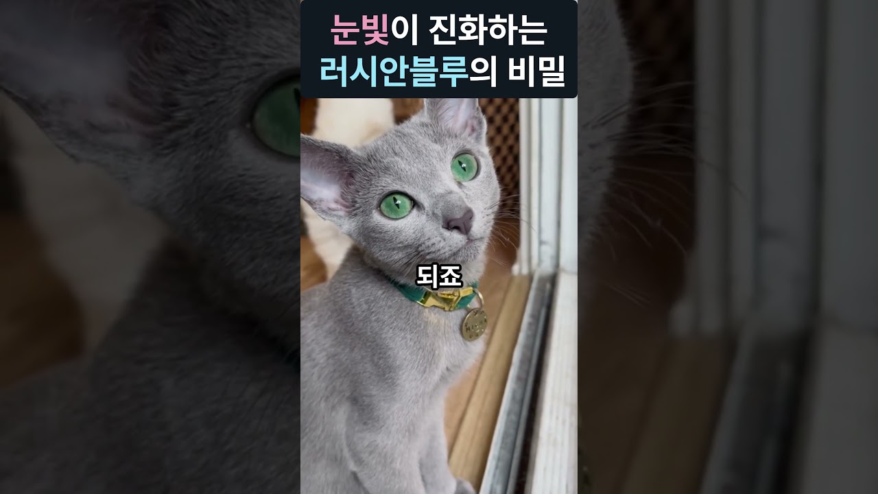 눈빛이 진화하는 러시안블루의 비밀 #동물 #러시안블루