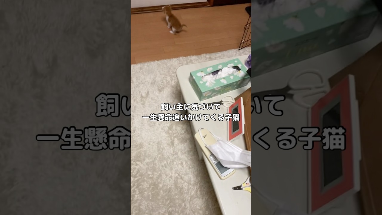 みーみー言うて追いかけてくる子猫 #子猫 #赤ちゃん猫 #shorts
