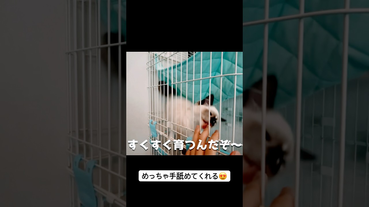 【ゴロゴロ・ペロペロ】ラグドールの子猫がやってきた！　#子猫 #ラグドール #猫のいる暮らし  #shorts