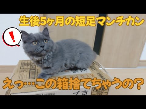 【短足マンチカン】どんなおもちゃより食いつきがいい箱#cat#ねこ#子猫