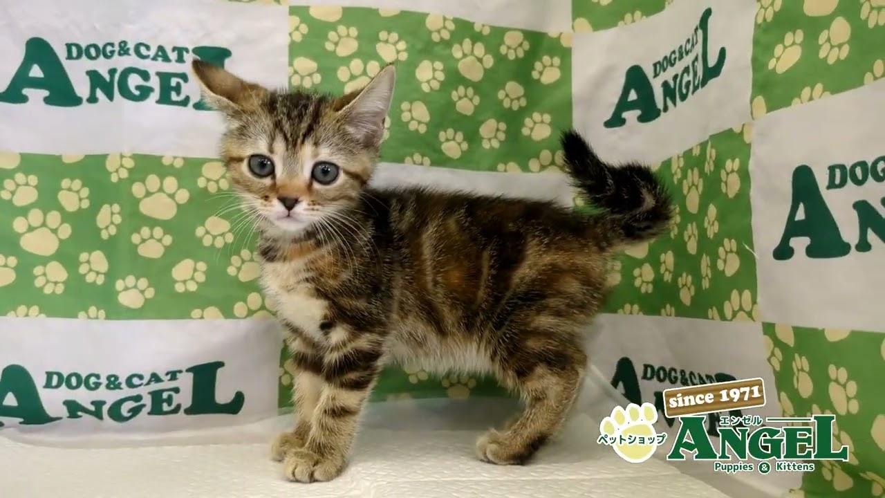 アメリカンショートヘアー 2505072 【ペットショップエンゼル　子犬・子猫販売】