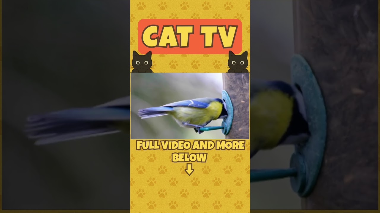 Blue Birds of the Wild | TV for Curious Cats (Sneak Peak) #cattv #natureforcats #yourcat #wildlife