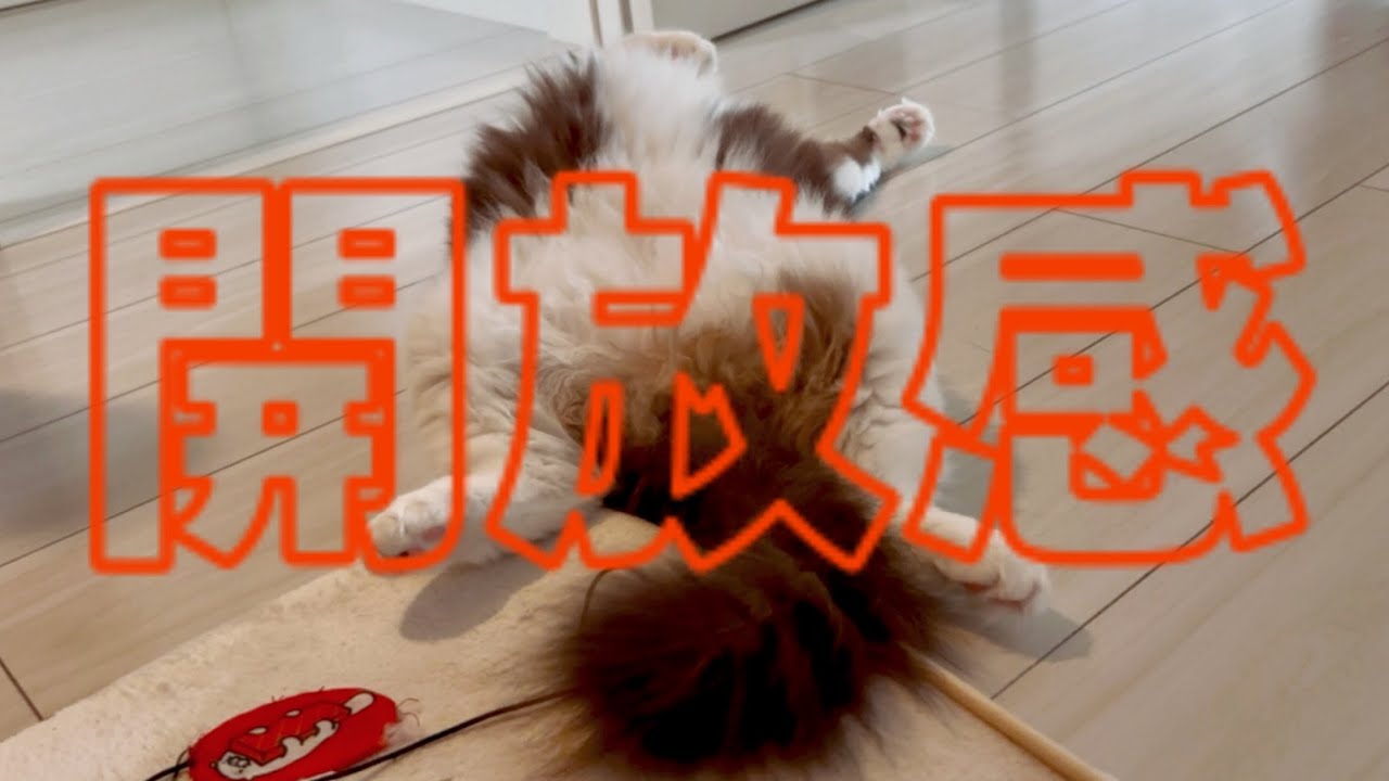 【でぶ猫】気分でヘソ天をベスポジに変えるラグドール😈