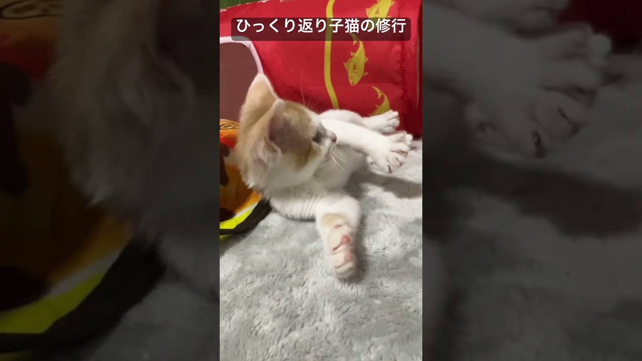 ひっくり返り子猫の厳しい家猫修行   #cat #kitten #猫 #子猫 #ねこ #こねこ #保護猫  #cute  #猫のいる暮らし #shorts