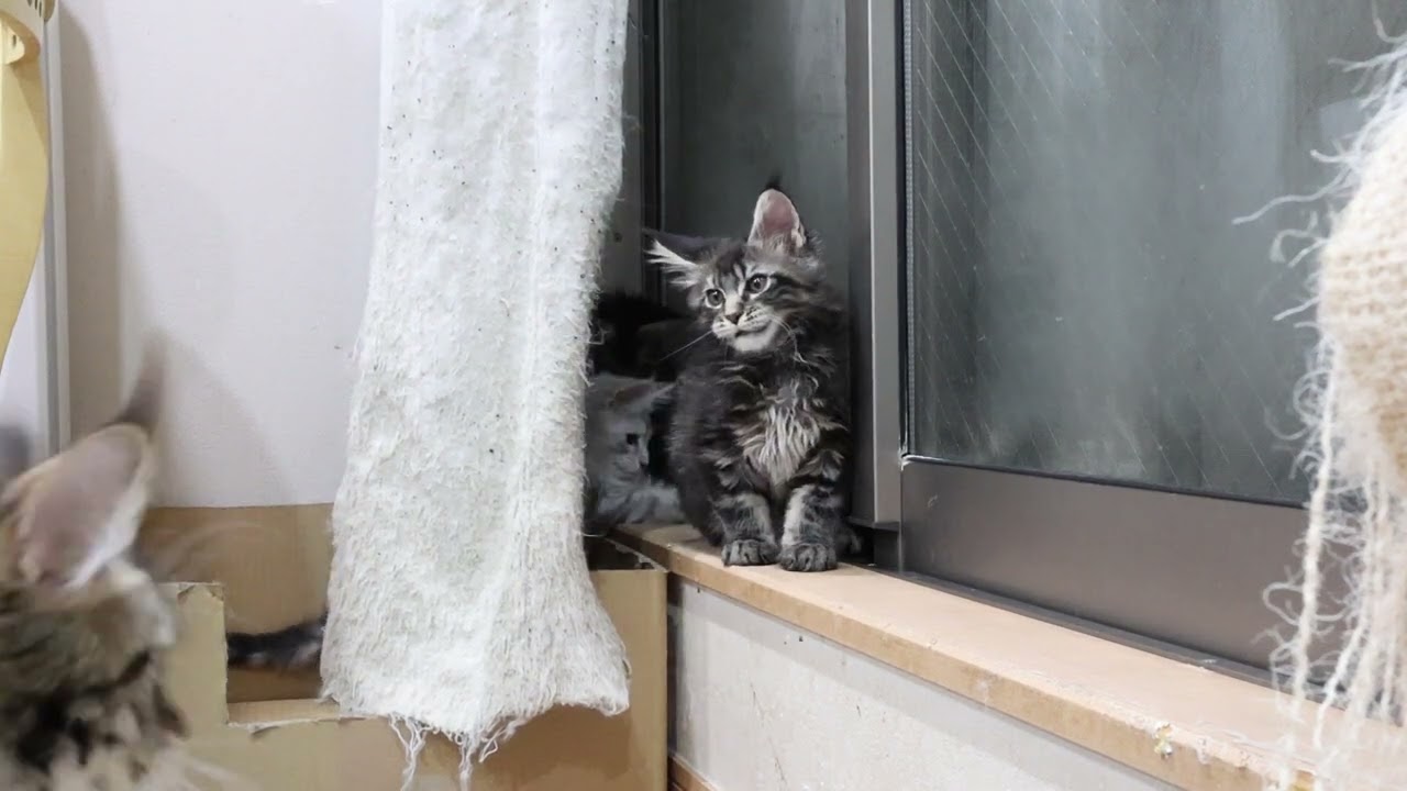 ブラウンのメインクーン子猫タイキ君新居へ