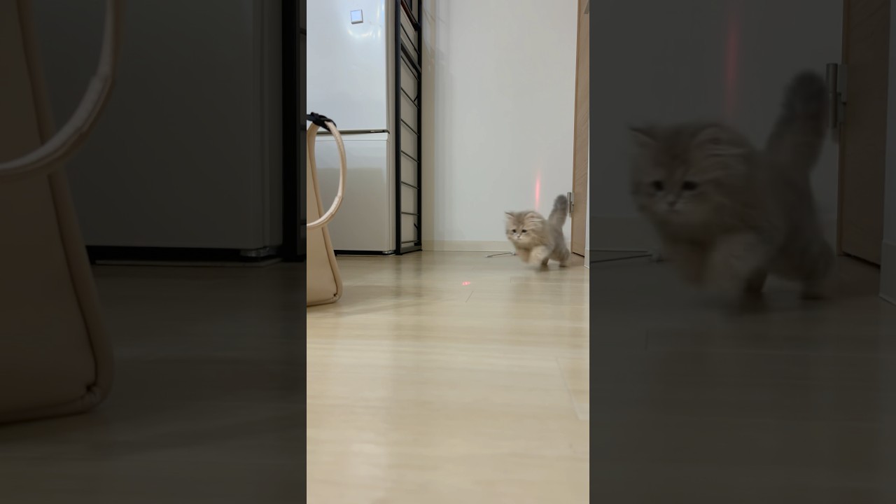 おもちゃハンター・プア参上！#子猫 #ペルシャ #猫 #kitten #cat #persia