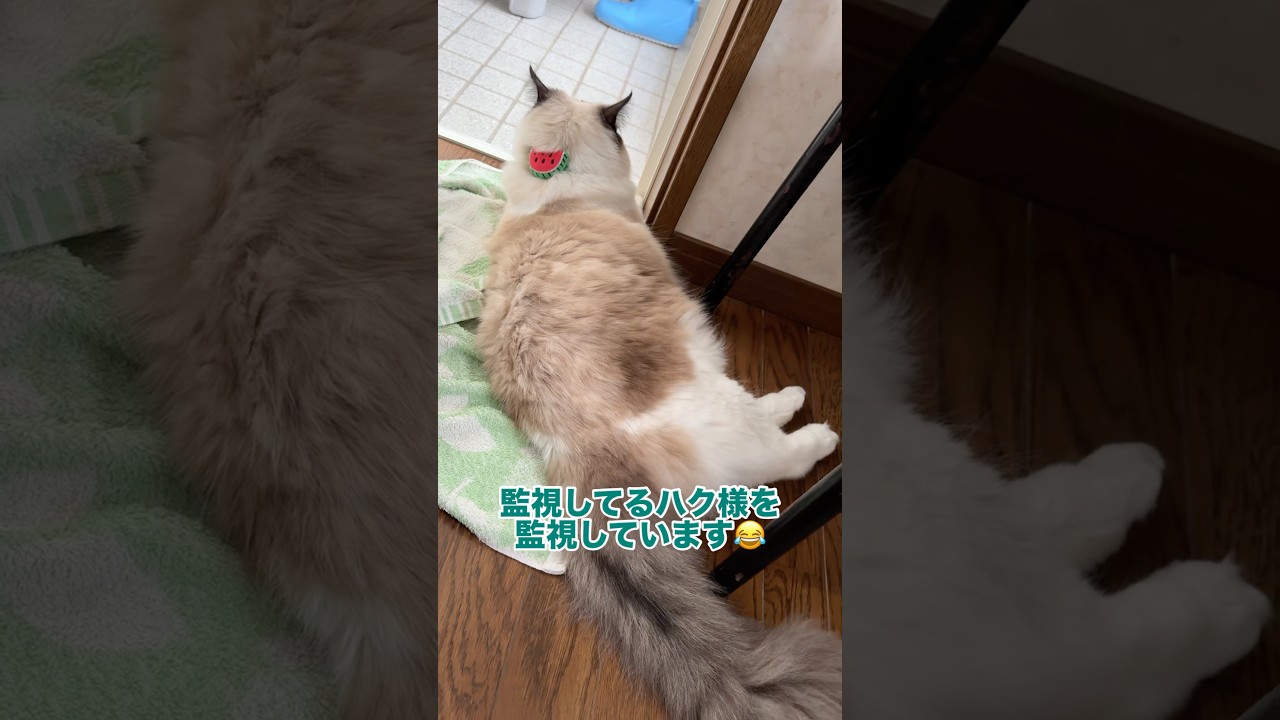 監視するハク様を監視する　#猫 #cat #ラグドール