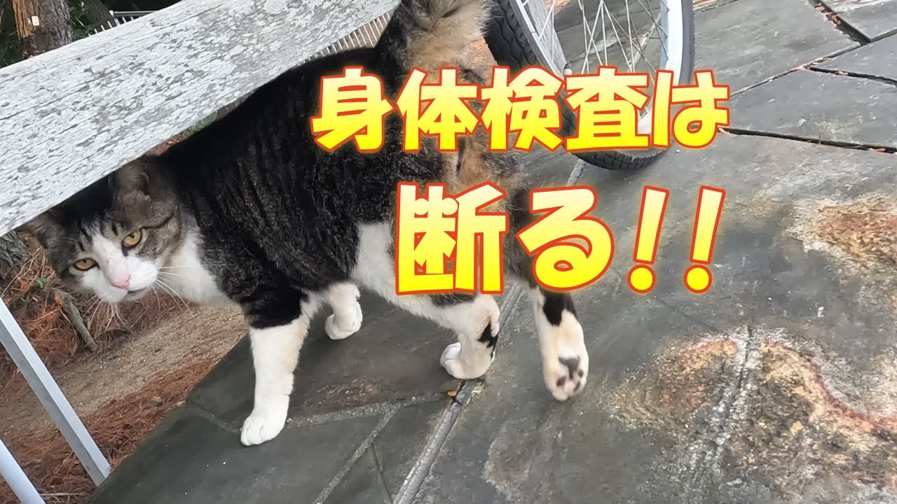 【海岸猫280】しまじろう身体検査＆グリ殿に蚊よけ滴下剤 2025.5.26