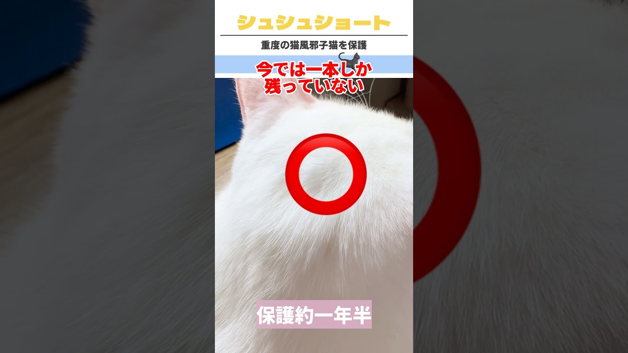 ㊗️万再生‼️🐈‍⬛黒毛が一本しか残っていない猫　#catshorts