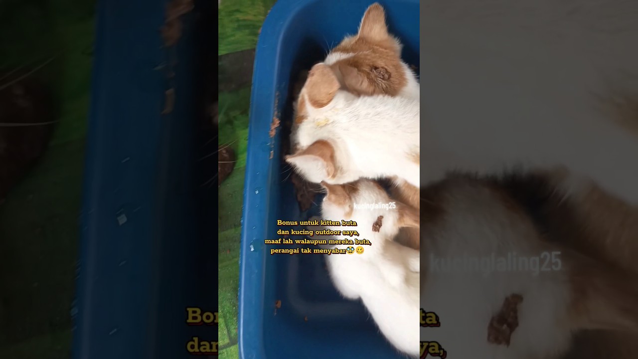 Update on the stray kitten #kucinglaling25 #cat #cuteanimal
