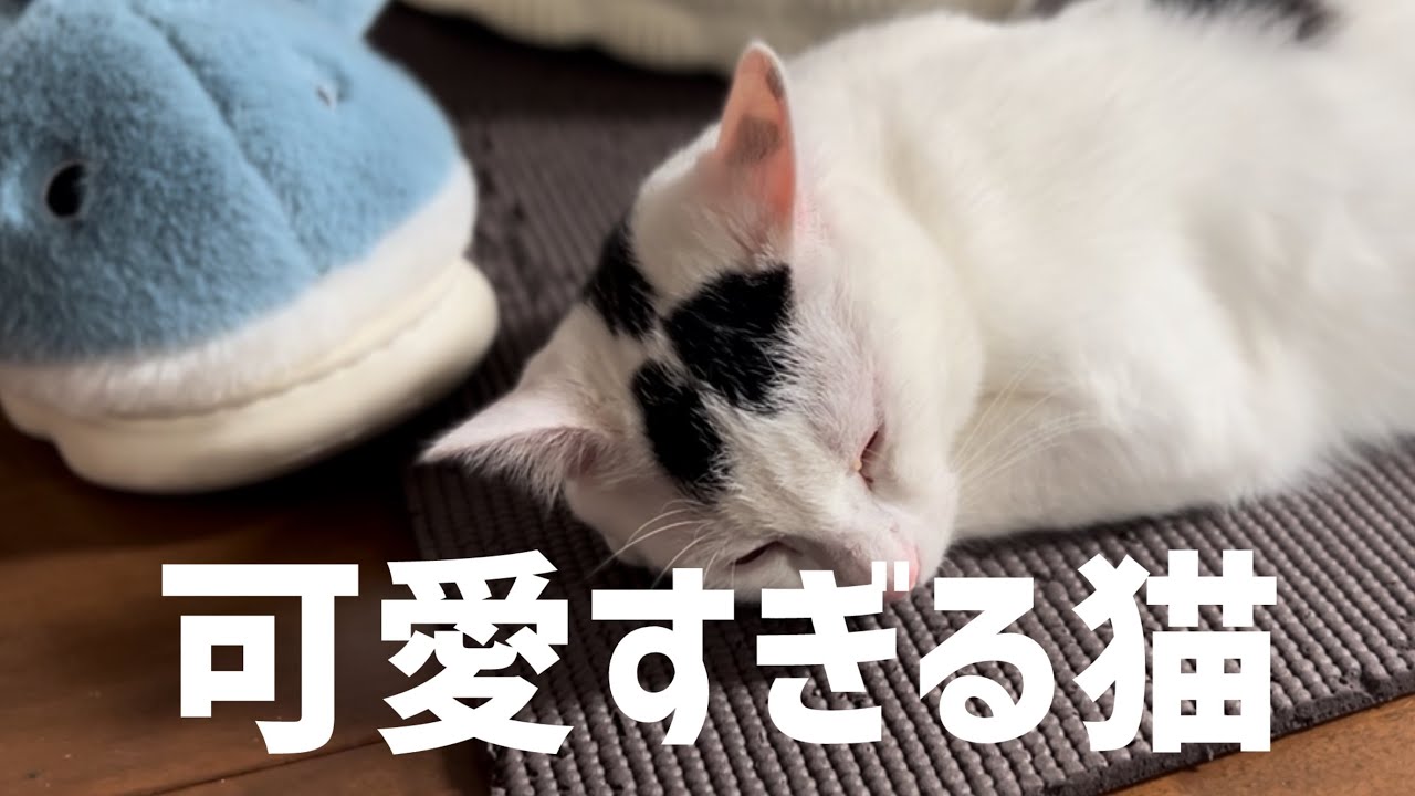 猫の足ふみすみ可愛すぎて癒された。#保護猫 #ねこ #猫のいる暮らし ＃ミルねーさん