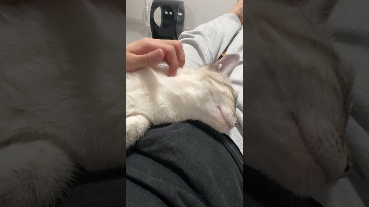 眠たげなネコをご覧下さい！　#シャムトラ #元保護猫 #シャムミックス