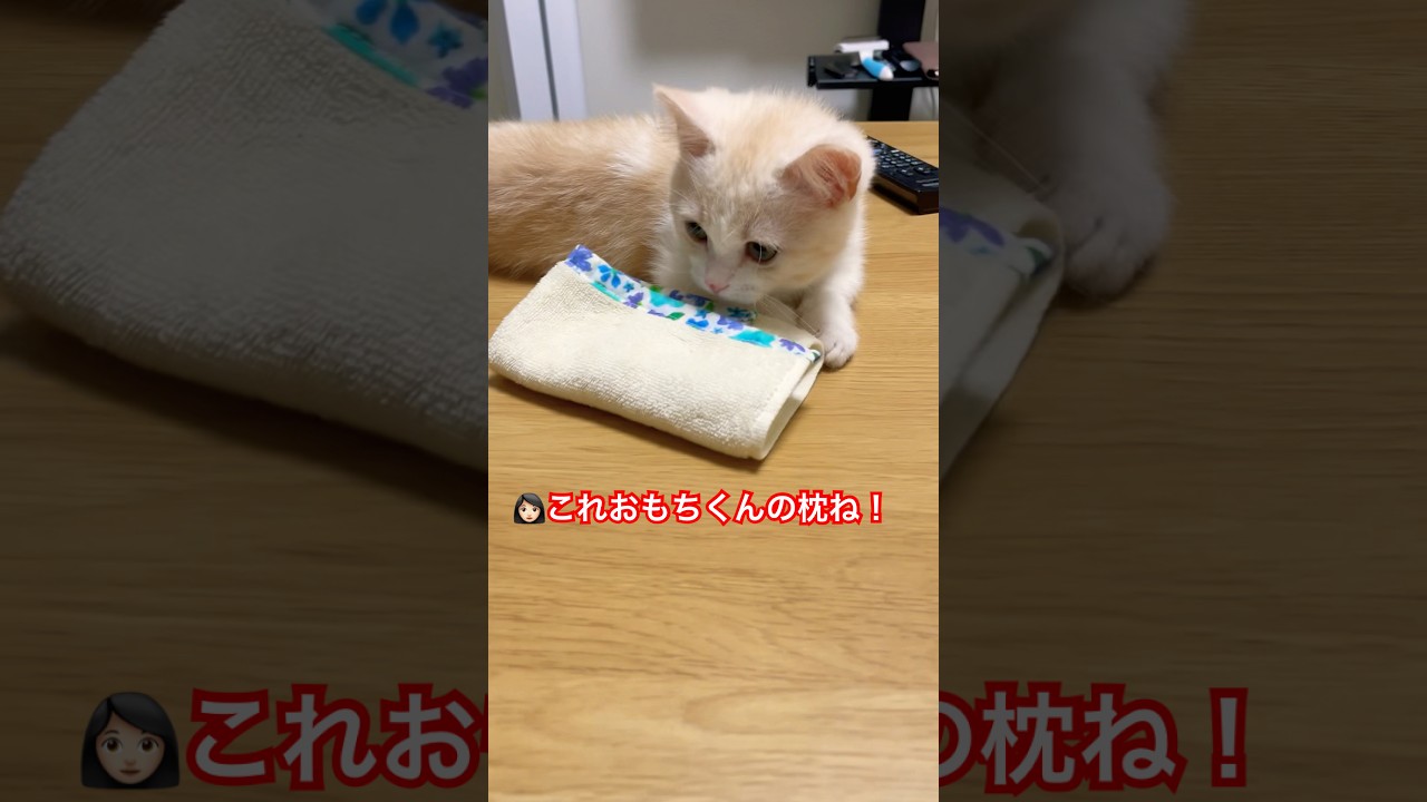 人の言葉が分かる子猫の行動があざと可愛いすぎる#shorts#あざとい #ねこ #ねこのいる生活