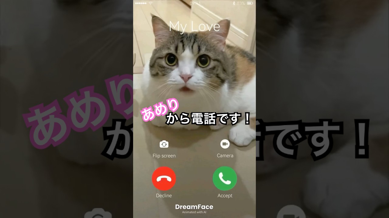 DREAM FACE 猫からのお電話 #マンチカン #shorts