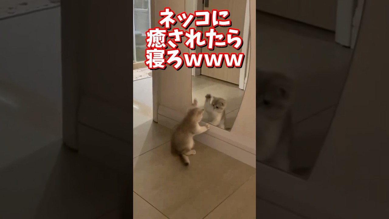 ネッコの動画で癒されたら寝ろｗｗｗ　#2ch  #動物  #猫 #癒やし #ねこ動画