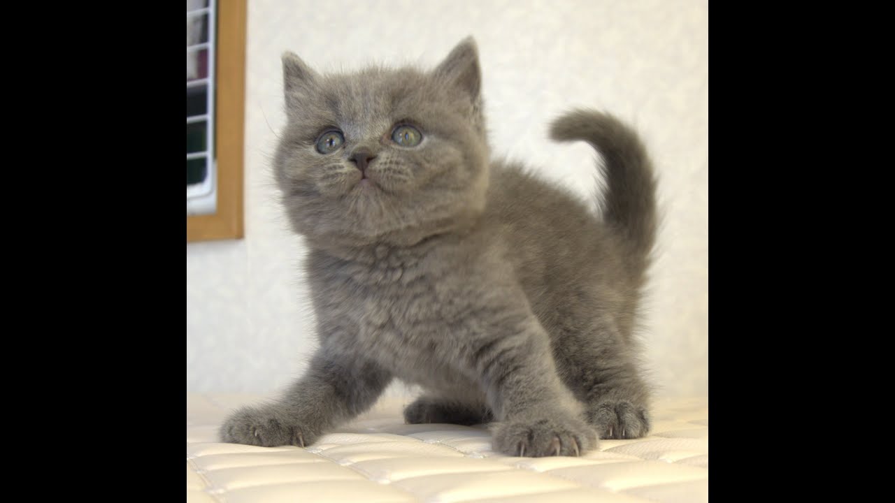 ブリティッシュショートヘアー子猫　British Shorthair　2025.4.4産まれ　ブルー　男の子　シーダキャット猫のお店