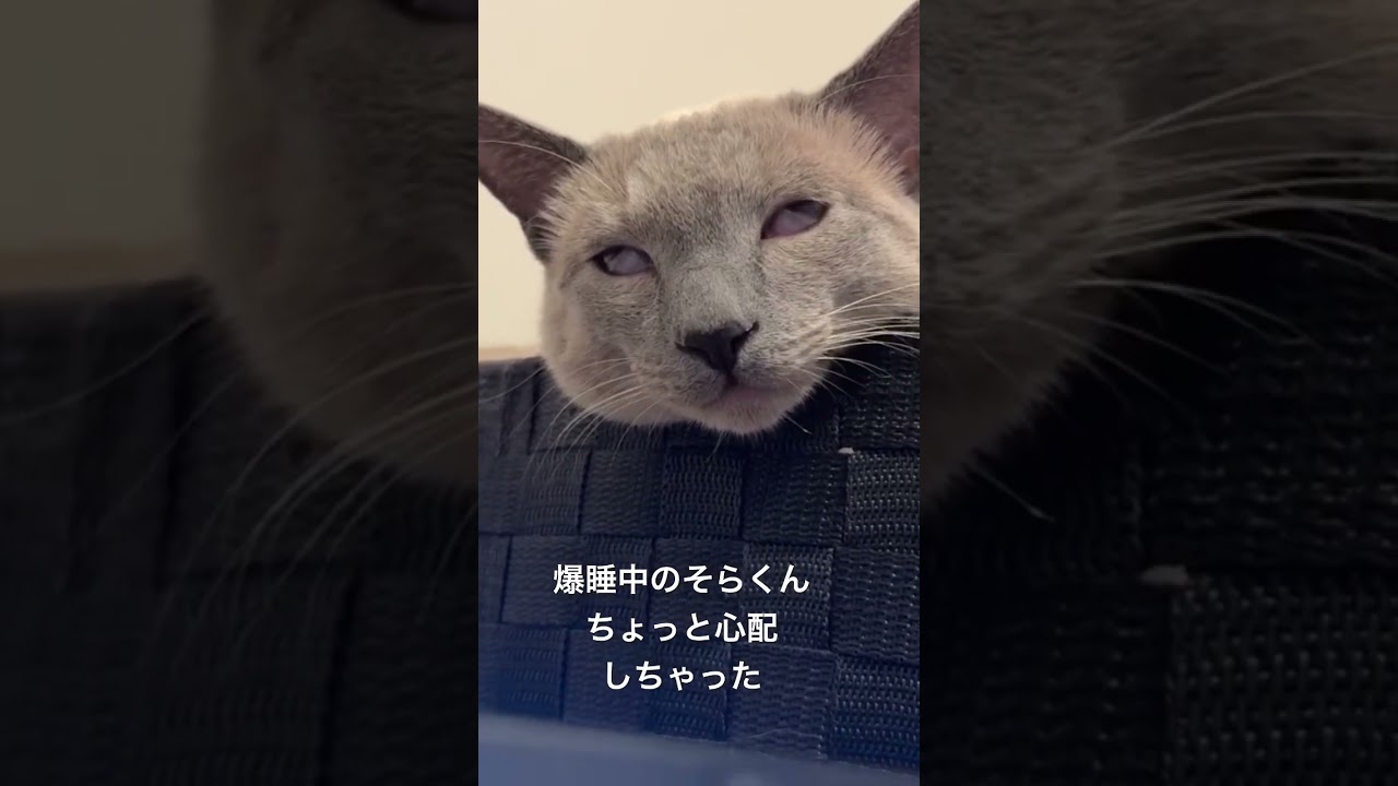 最後の顔可愛すぎる #あおそら #cat #ロシアンブルー #猫のいる暮らし
