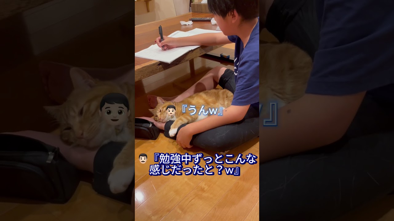 勉強中の息子にベッタリな猫w#shorts  #保護子猫 #ねこ #子ネコ #子ネコ #ネコ #兄弟猫 #保護猫 #中学生 #猫のいる暮らし