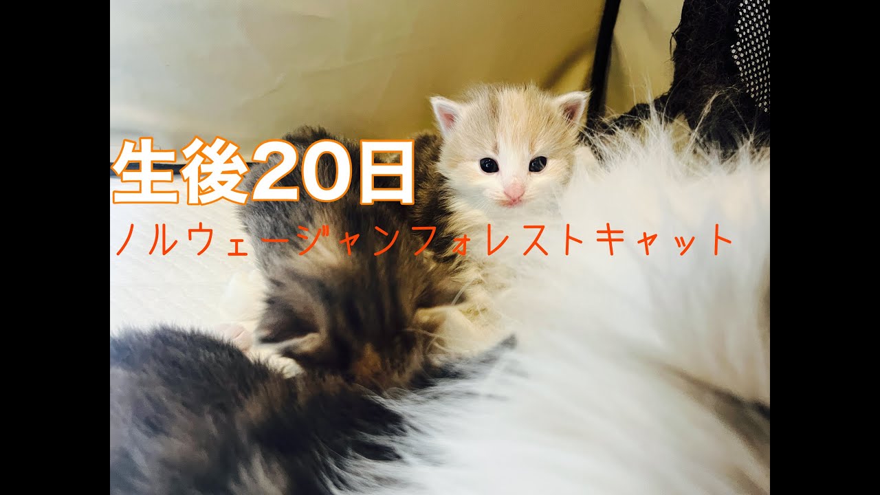生後20日の赤ちゃんノルウェージャンライブ（ポモ＆勘九郎の子猫たち）