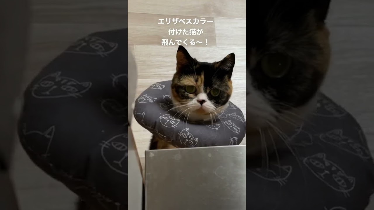 エリザベスカラー付けた猫が飛んでくる〜！〈マンチカンもも〉#shorts #cat #猫 #かわいい #癒し