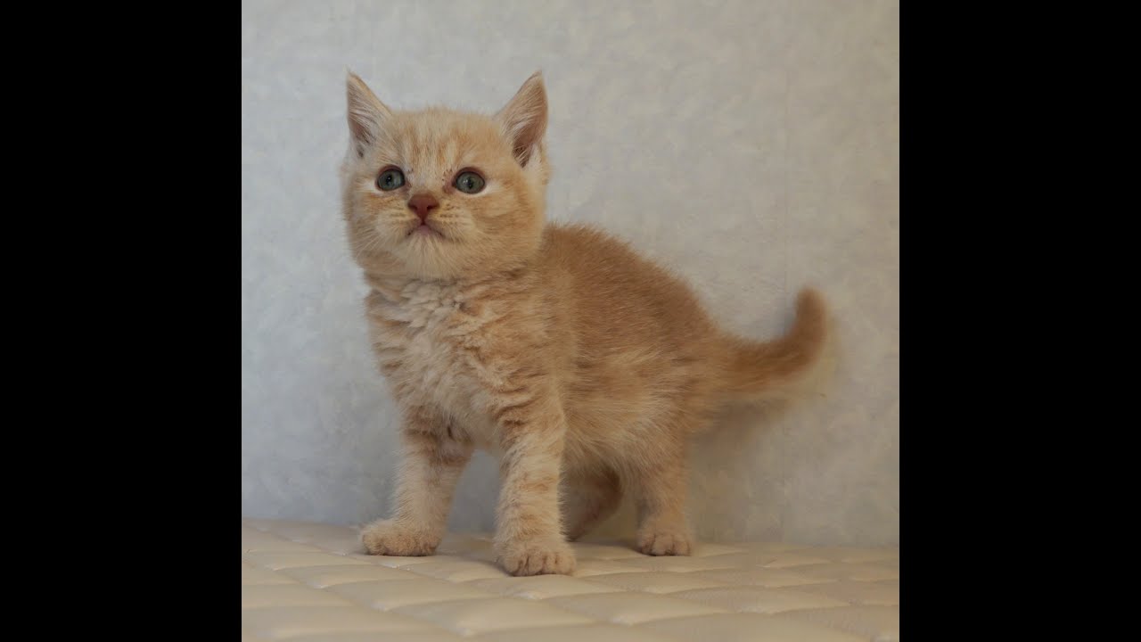ブリティッシュショートヘアー子猫　British Shorthair　2025.4.4産まれ　クリーム　男の子　シーダキャット猫のお店