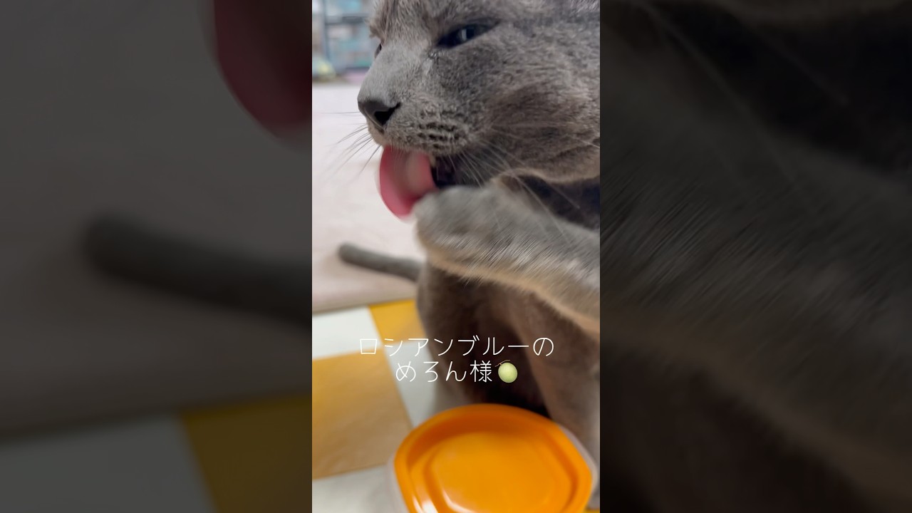 【ロシアンブルー】めろんお食事前のキレイキレイ✨お利口さん🍈🤗【猫】#shorts