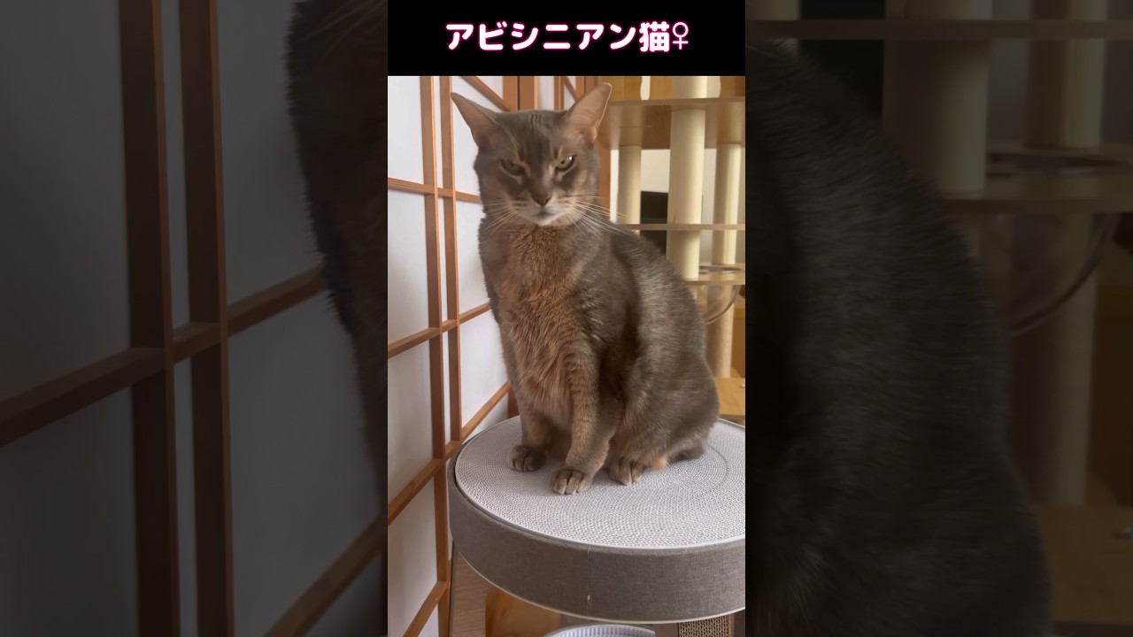 2ヶ月後のアビシニアン猫 #shorts #アビシニアン #cat #まな猫
