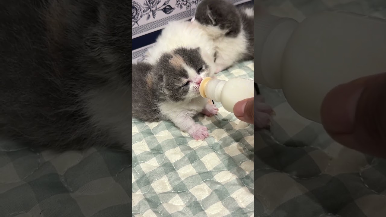 #British Shorthair #British Shorthair Milky White #Little Cat's Growth Diary #Manx Shorthair