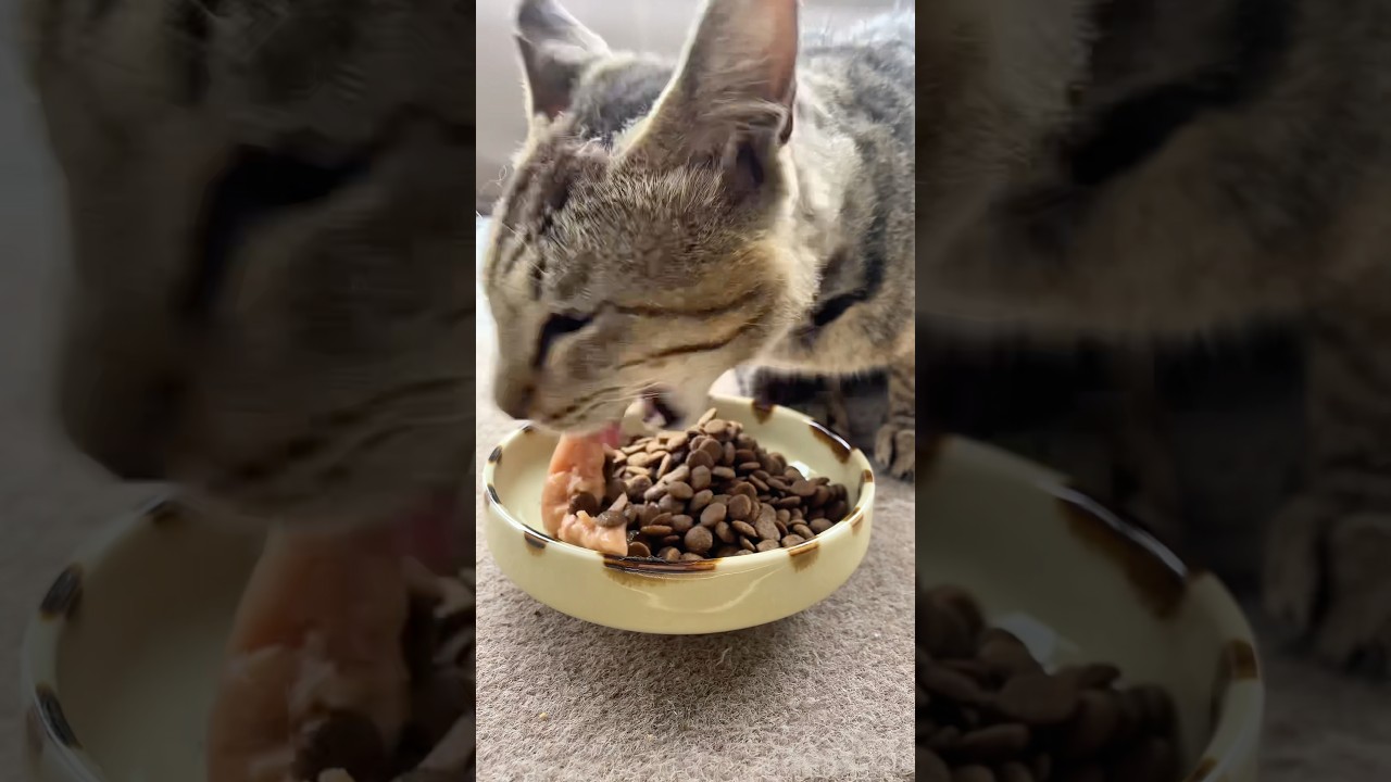 😺「3日ぶりに来ました」また一歩前進👍#細マッチョ