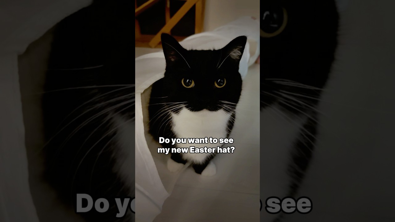 Do you like it?  #catsofyoutube #cutecat #cat