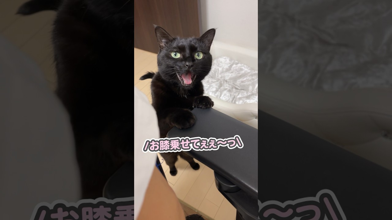 「おひざ乗せてぇ…」とおねだりする、とっても甘えん坊な猫