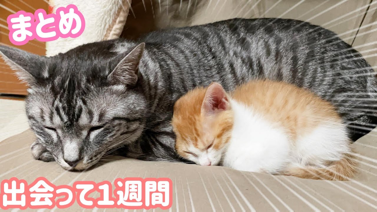 子猫を威嚇していた先住猫達が１週間でこうなりました。まとめ
