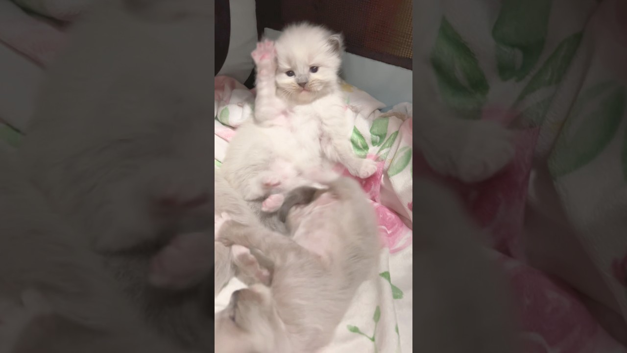 💓赤ちゃんラグドール姉弟のちょっとしたケンカ #子猫 #ラグドール #猫
