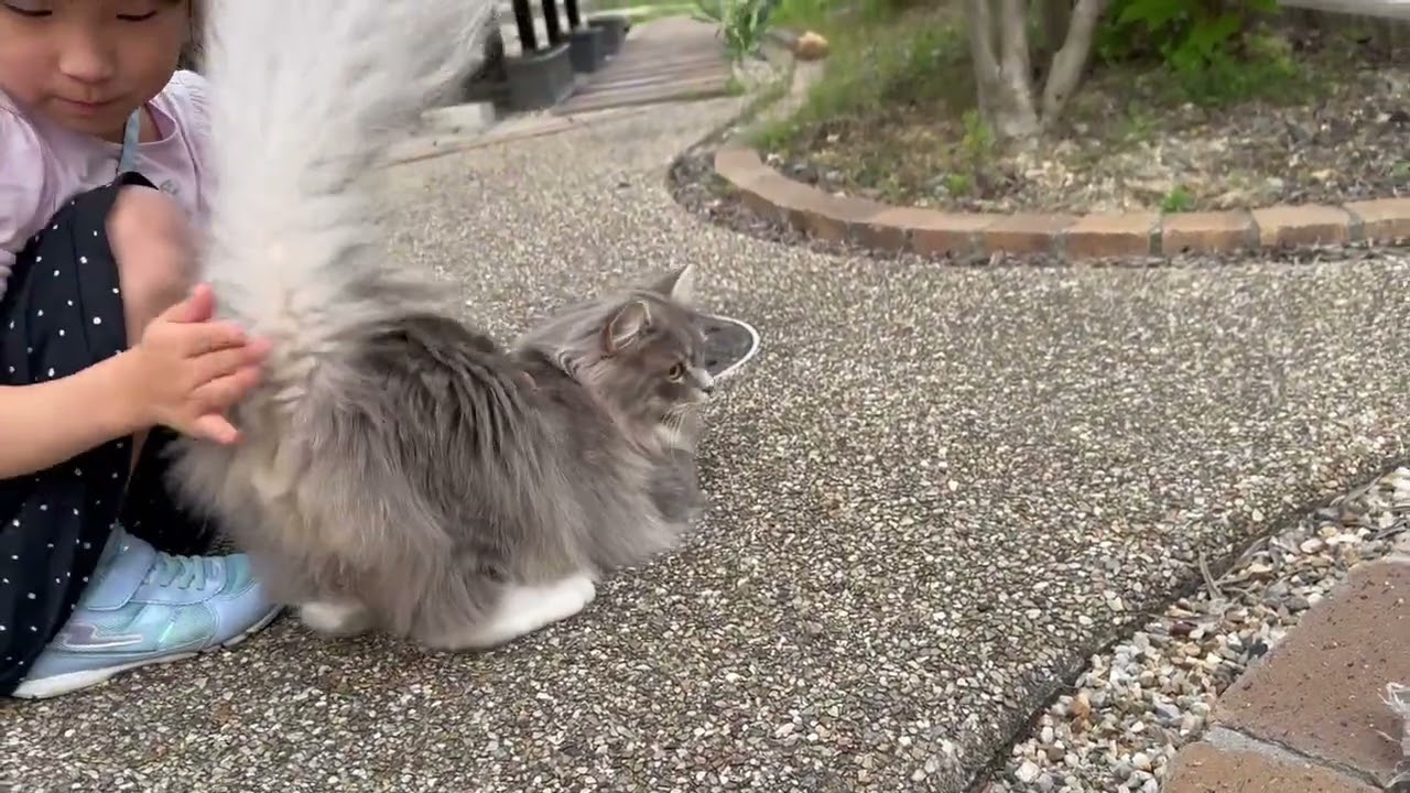 体重測定をした猫　ラガマフィン　サイベリアンA cat being weighed. Ragamuffin. Siberian