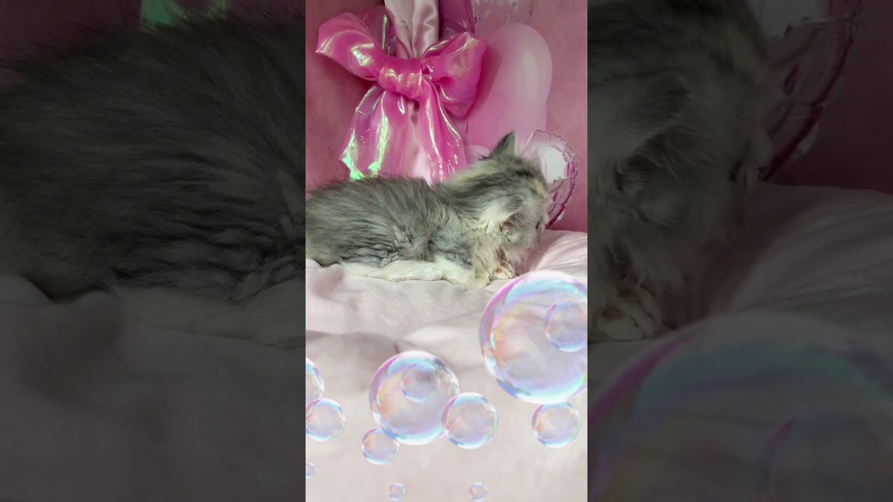 【ご家族様募集中】短足マンチカン女の子♡ #cat #かわいい子猫 #kitten #子猫 #cute #子猫ブリーダー #短足マンチカン #短足ミヌエット