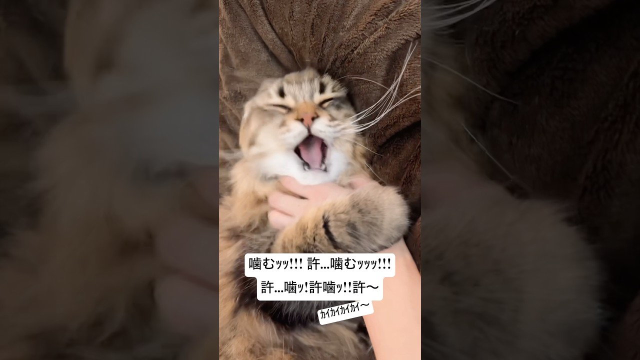 情緒不安定キャット #猫 #サイベリアン