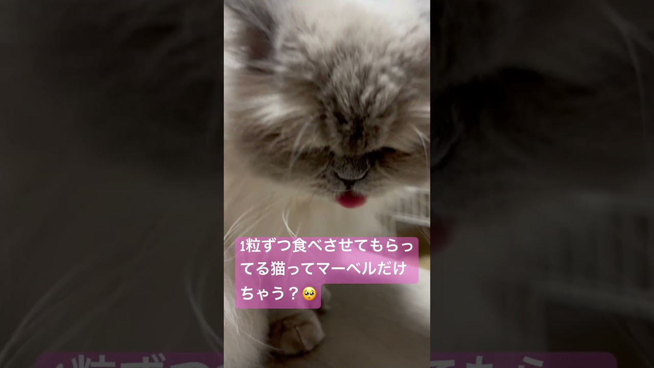 甘やかされてるヒマラヤンのマーベル🐈🐾 #cat #猫のいる暮らし #猫好きさんと繋がりたい #元気になる動画 #shorts