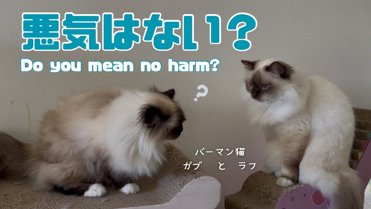 バーマン猫ガブとラフ【悪気はない？】Do you mean no harm?（バーマン猫）Birman/Cat