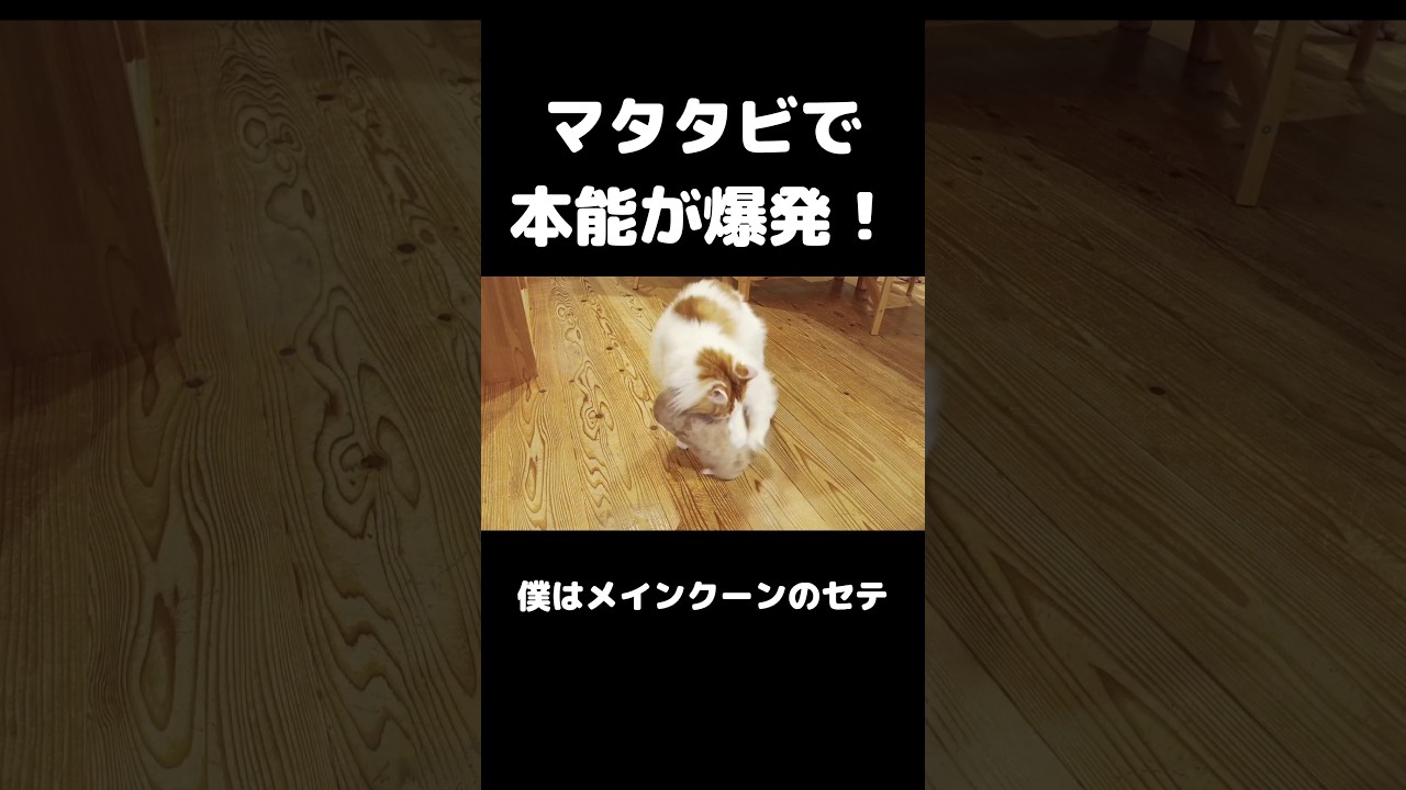 プロレスみたいに踏みつける猫 #猫のいる暮らし #猫 #メインクーン