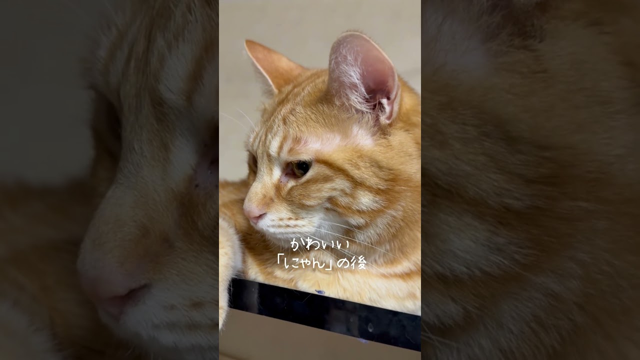 ちゃちゃまるの「にゃん」聴いていってね🐱　#保護猫 #ねこ #猫のいる生活 #shorts #cat #猫動画 #funnycats #ちゃちゃまる #にゃん #egypt #trend