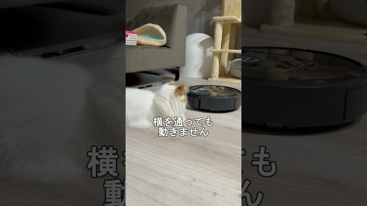 ルンバに対する猫たちの反応が違いすぎたw #cat #猫のいる暮らし #猫 #ねこ #マンチカン
