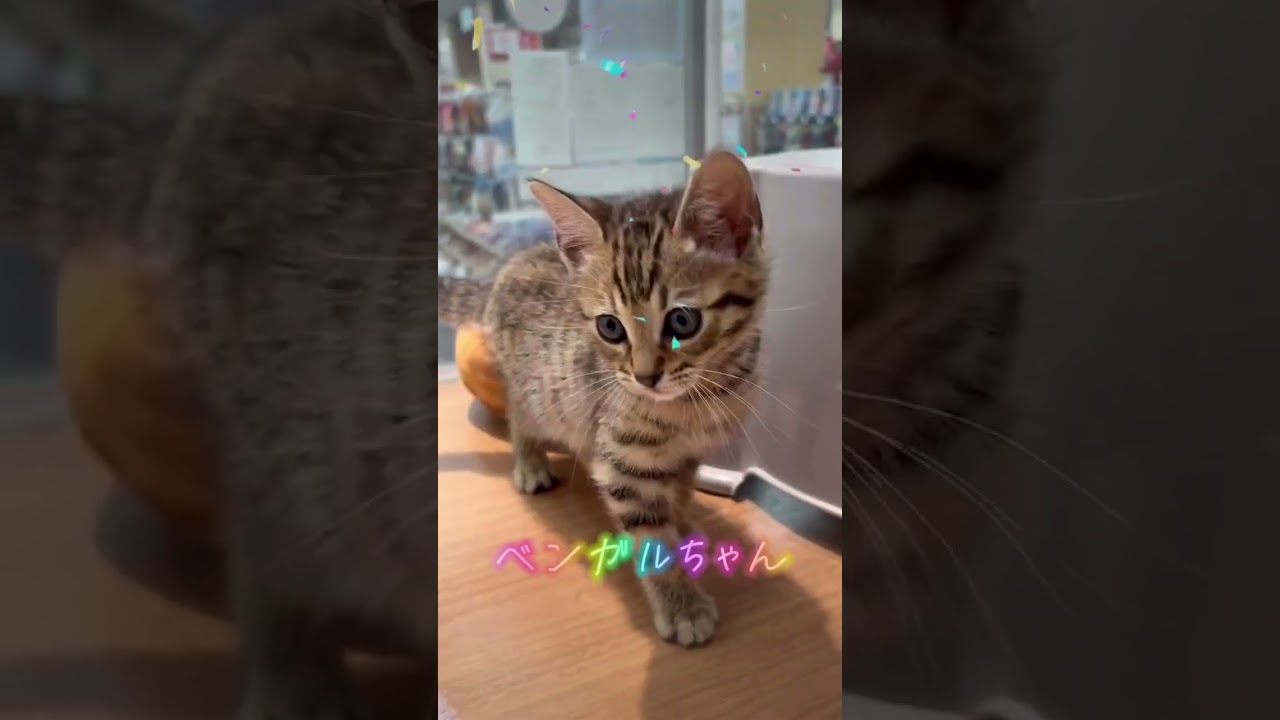 とってもカワイイ ベンガルちゃん【横浜ペットショップ ベルドック】#shorts #猫動画 #猫のいる暮らし #ベンガル