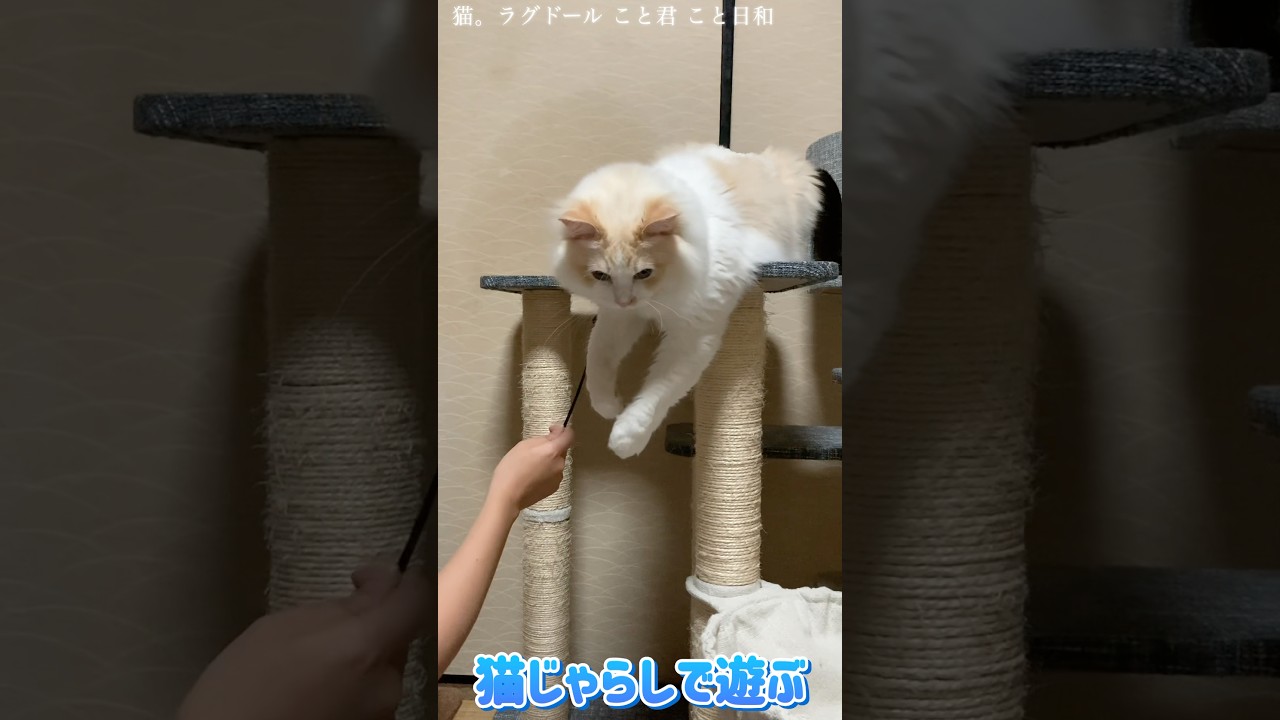 猫。猫じゃらしで遊ぶ2025.5#shorts