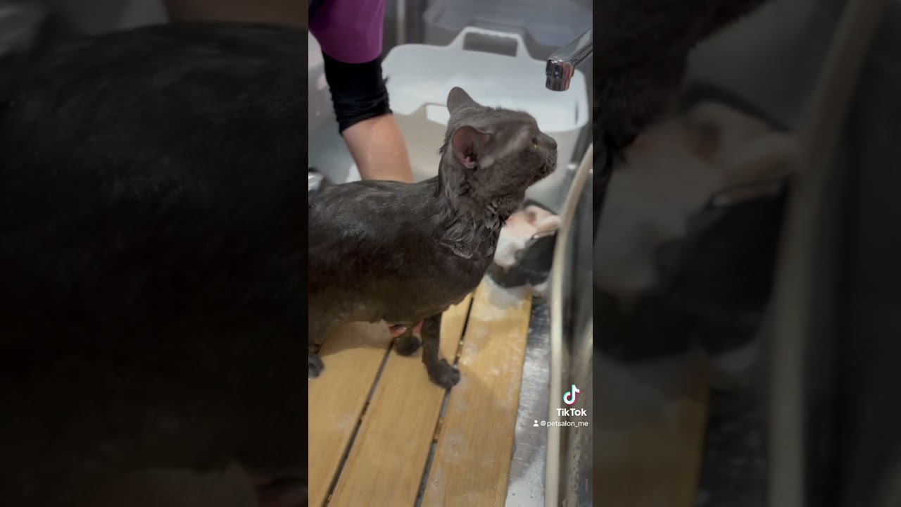 シャルトリューのビルスちゃんが来てくれました　京都市南区　ペットサロンみぃ〜