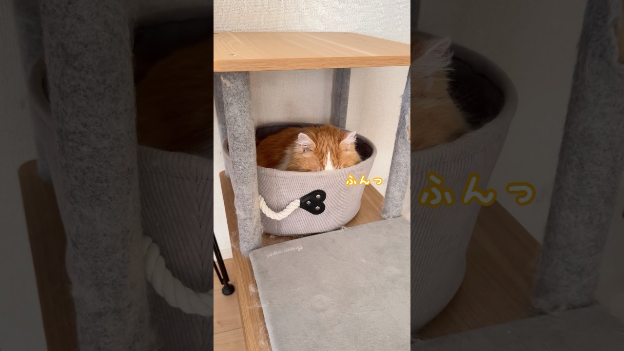 お風呂に入れたら拗ねてた#マンチカン短足 #なんちゃん
